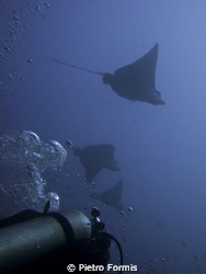 Eagle rays at Fotteyo Sony W300 no flash by Pietro Formis 